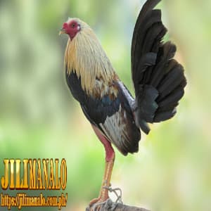 raise fighting chickens jilimanalo avatar