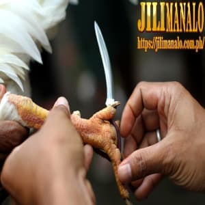 raise iron-spurred fighting chickens jilimanalo avatar